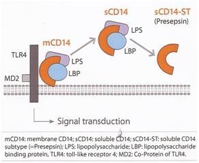 Solubilní marker systémového zánětu Presepsin, scd14-st volný fragment glykoproteinu exprimovaný na monocytech a makrofázích.