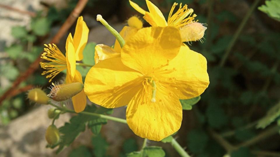 Neobyčejné účinky má vlaštovičník větší Signaturu Slunce mají v barvě a tvaru květu také pampeliška (smetanka) lékařská (Taraxacum officinale) a měsíček lékařský (Calendula