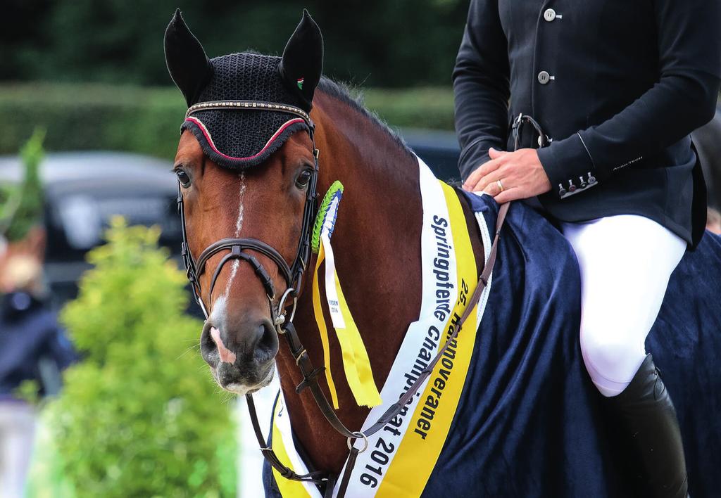 DIAMANT DE SEMILLY / FOR PLEASURE w Diamant de Plaisir se stal v roce 2016 hanoverským šampionem 4. letých koní ve Verdenu se známkou 9,3.