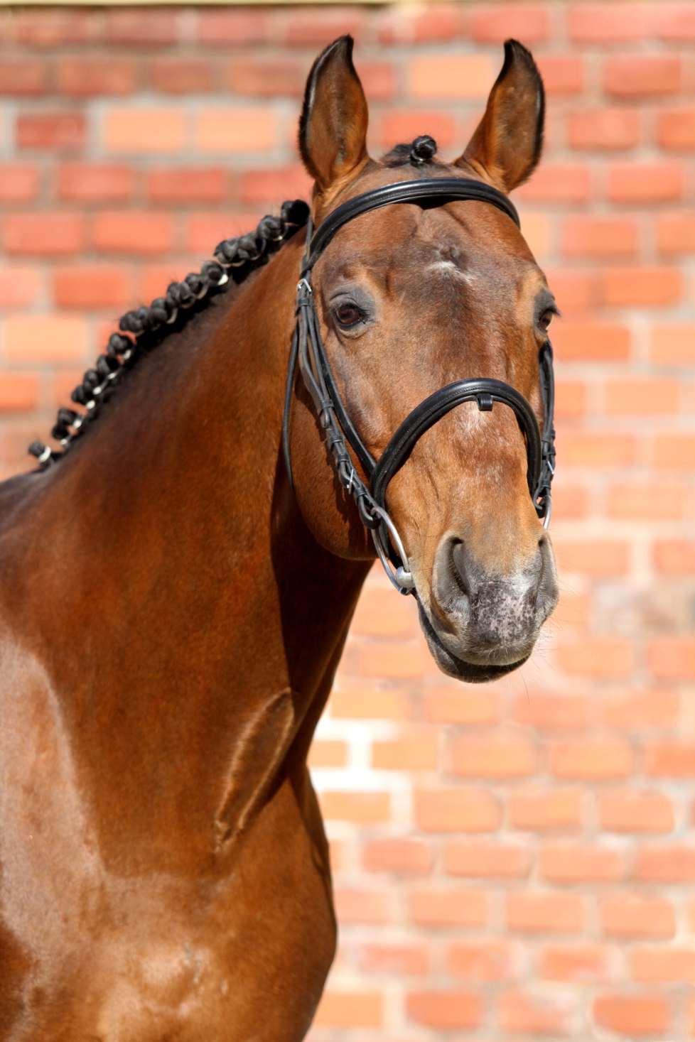 QUICK LAURO Z je synem producenta skokových koní par excellence QUICK STAR, získávajícího stále větší přízeň chovatelů.