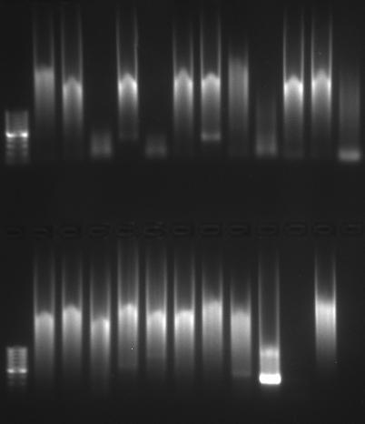 Fylogeneticá analýza byla provedena v Biologickém centru AV ČR v Českých Budějovicích. Obr.
