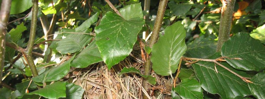 Obr. 10 Hnízdo plšíka lískového situované ve zmlazujícím bukovém porostu. Foto P.