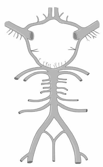 Patofyziologicko-anatomický úvod 19 lami ze vzestupné dráhy bolesti a inhibován neurony z oblasti nucleus raphe dorsalis a přilehlé retikulární formace. 1.5.