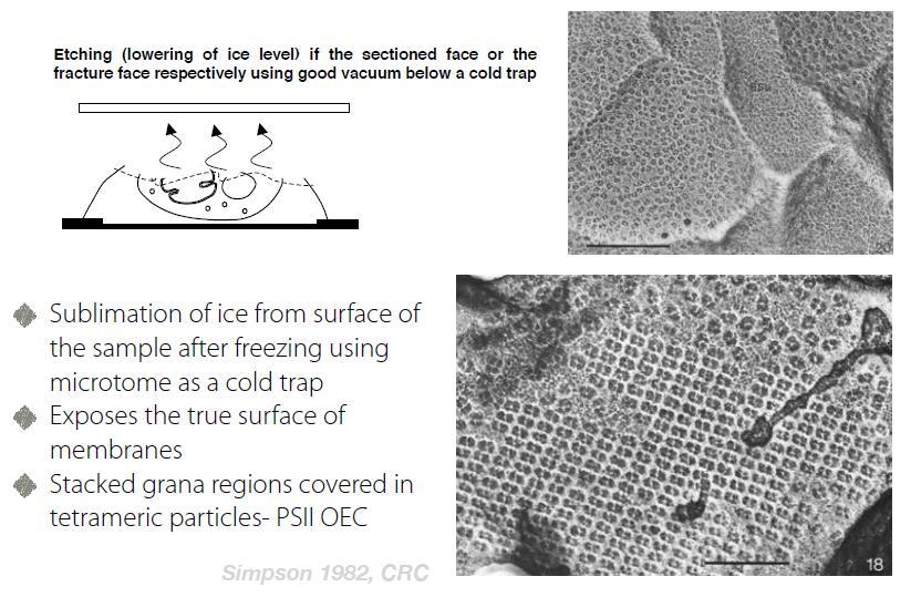 Příprava vzorků pro TEM metoda mrazového odpařování Fotosystém II v granální membráně