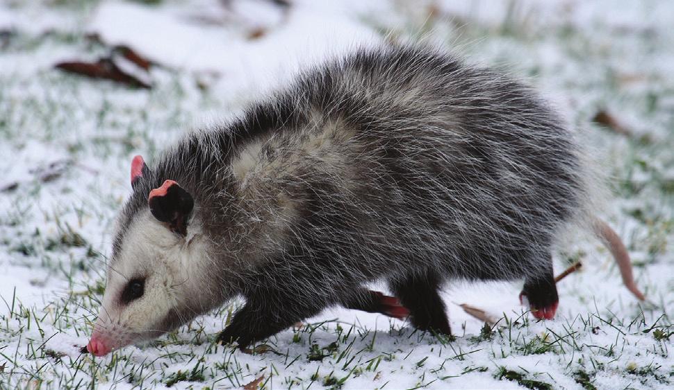 Který další živočich se chová před nepřítelem podobně jako vačice opossum při nebezpečí předstírá, že je mrtvý? Největším žijícím dravým vačnatcem je ďábel medvědovitý, známý též jako tasmánský čert.