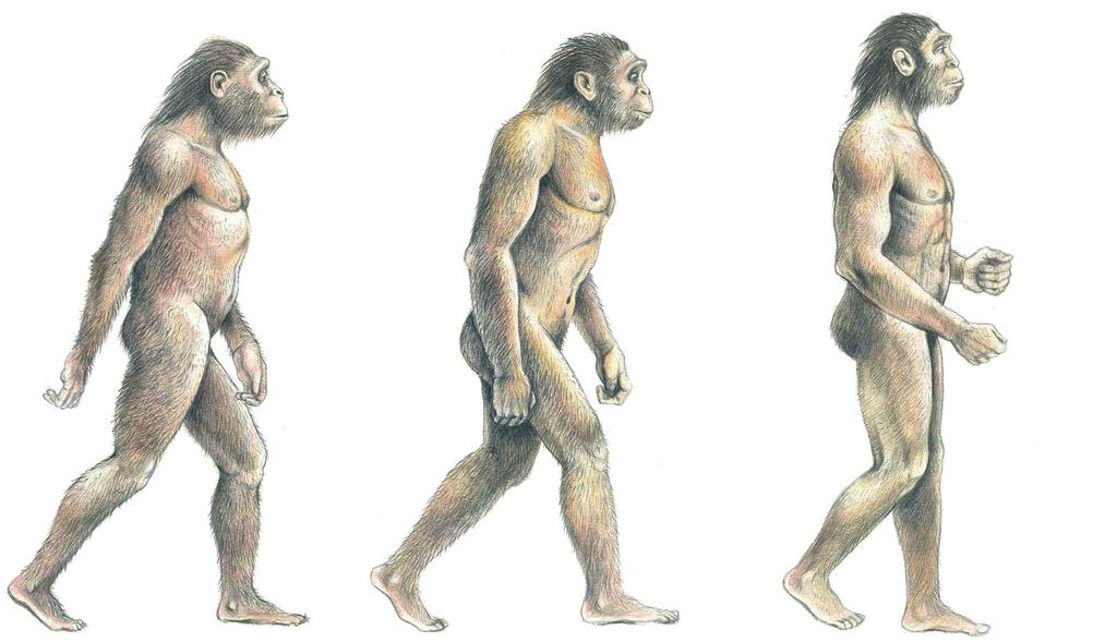BIOLOGIE ČLOVĚKA Proces rozrůzňování moderních lidoopů a lidí a jejich další evoluci nazýváme hominizační proces. Tento proces měl čtyři základní faktory: 1.