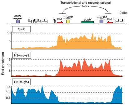regulaci transkripce Swi6 součást komplexu SWI/SNF Remodelace chromatinu Přeskupení histonů uvnitř nukleosomů