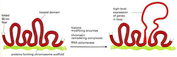 Struktura chromosomu v interfázi Smyčky: