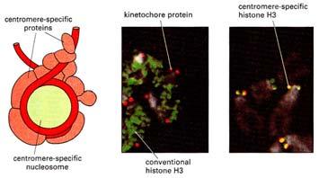 specifických bílkovin Kinetochorové