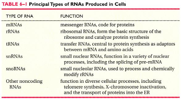 23S rrna