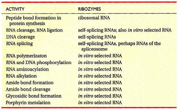 RNA svět Ribozymy molekuly RNA oplývající katalytickou aktivitou obecně analogy bílkovinných enzymů aktivní v několika základních reakcích metabolismu RNA a syntézy bílkovin pozůstatek z RNA světa?