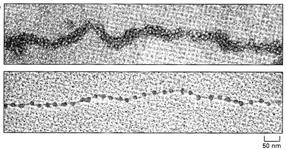 úroveň kontroly exprese genů RNA svět Transkripční regulace genové exprese přítomnost