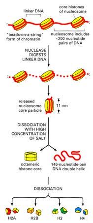 DNA kolem bílkovinného jádra 8 histonů (dvakrát H2A, H2B, H3 a H4) Nukleosomy přemostěny H1