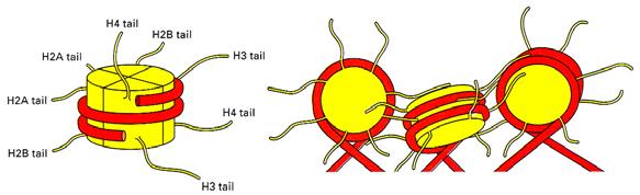 struktury 30 nm vlákna Histon H1