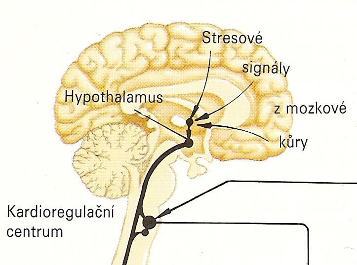 Kardiovaskulární regulační centrum FŹ - 2 přijímá informace (aferentní dráhy) od: sídlí v prodloužené míše (medulla oblongata) baroreceptorů (tlak krve na stěny srdce a cév) - chemoreceptorů