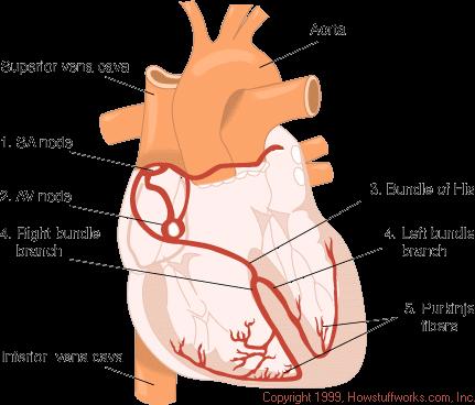 depolarizace repolarizace Pacemaker spontánně generuje akční potenciály SPUSTIT ANIMACI FŹ - 2 depolarizace probíhá po otevření Ca++ kanálů, které umožní proud Ca++ do cytosolu K + Ca 2+ 1 sec buňka