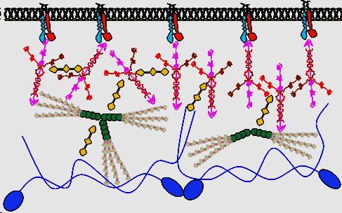 makromolekuly type IV colagen perlecan nidogen (entactin) laminin FŽ- 2 integrin extracelular matrix (ECM) GAGs: glykosaminoglycany (mukopolysaccharidy) - dlouhé nevětvené