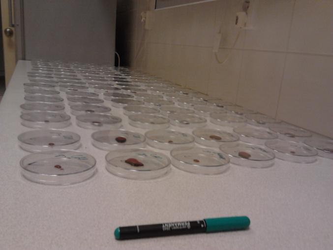 Do sterilních jednorázových Petriho misek byl očkován 1 ml, resp. 0,1 ml, příslušného vzorku vína.