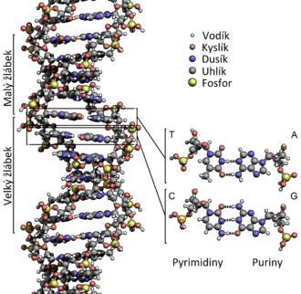 Obrázek 1: Struktura DNA (https://cs.wikipedia.org/wiki/dna) Struktura DNA a zobrazení dusíkatých bazí purinových a pyrimidinových. 1.2 Sekvenace DNA Sekvenace DNA je souhrnný název pro metody, jimiž se zjišťuje pořadí nukleotidů v úsecích DNA.