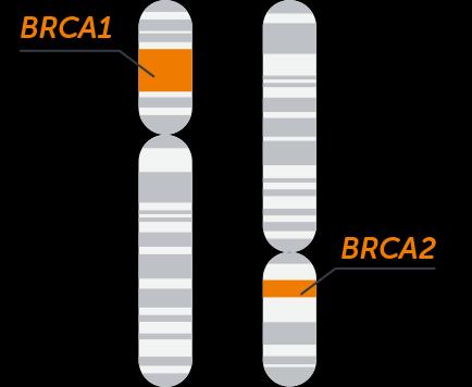 4 Komerčně dostupné kity TruSightTM One Sequencing jedná se o nejrozsáhlejší dostupný sekvenační panel s více jak 4 800 geny, který umožňuje laboratořím expandovat a zefektivnit jejich sekvenační