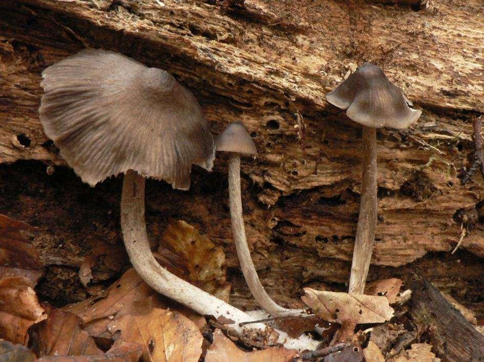 Obr. 36 Hydropus scabripes, Vlčí kopec, 30. 10. 2015, foto H. Ševčíková Hyphoderma guttuliferum (P. Karst.