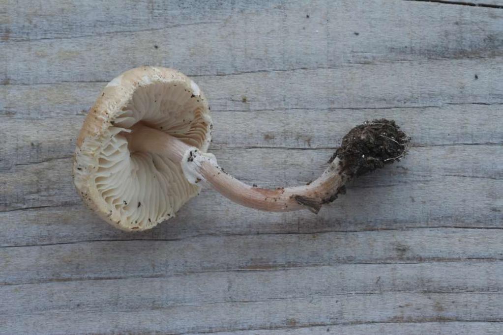 především na bazických substrátech. Byl nalezen v doubravě s lipou na svahu nad Oslavou západně Čučic. (JB) Lepiota neophana var. europaea Bizio & Migl.