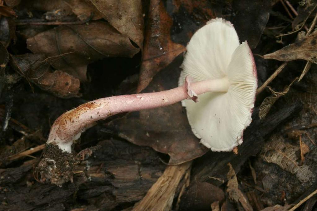 Obr. 39 Leucoagaricus ionidicolor, údolí potoka pod Velkou skálou, 24.7.2016, foto D. Dvořák Lopadostoma pouzarii Granmo & L.E.