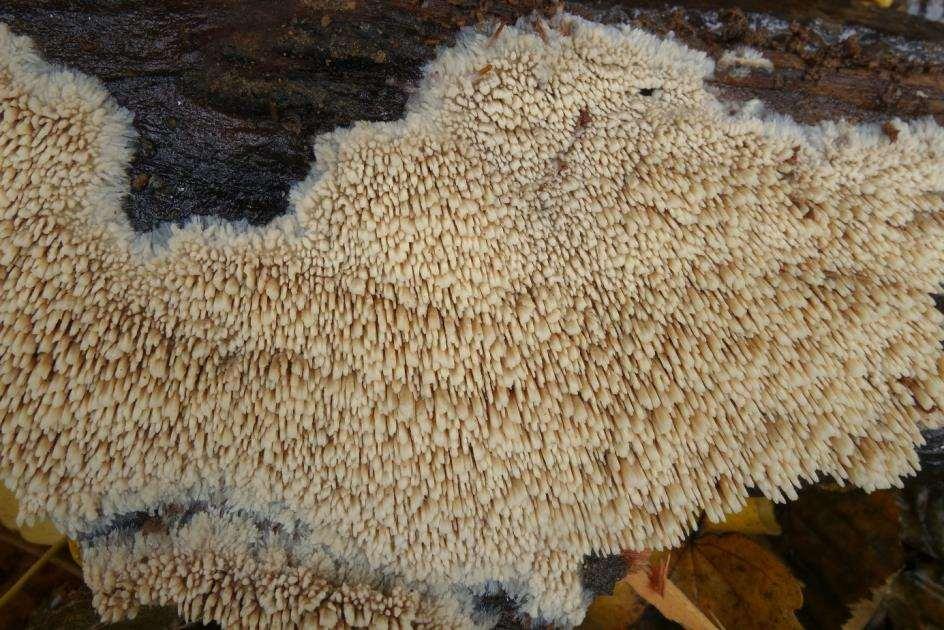 Obr. 40 Mycoacia nothofagi, údolí Chvojnice, 25.10.2016, foto J. Běťák Ossicaulis lachnopus (Fr.