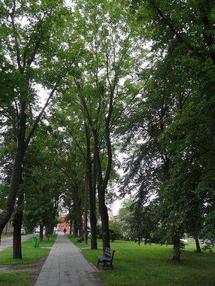 rodinným domům) a ve volné trávníkové ploše (druhá strana stromořadí směrem do parku).
