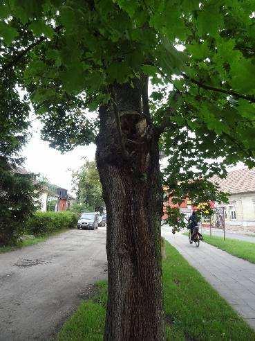 č.3 Acer pseudoplatanus javor klen zasypaná báze kmene, zhutnění stanoviště Kmen stromu: s možnou