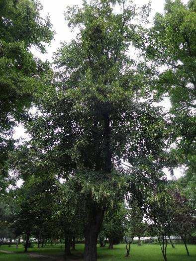 mírnou infekcí kmene Koruna stromu: úzká se sníženou