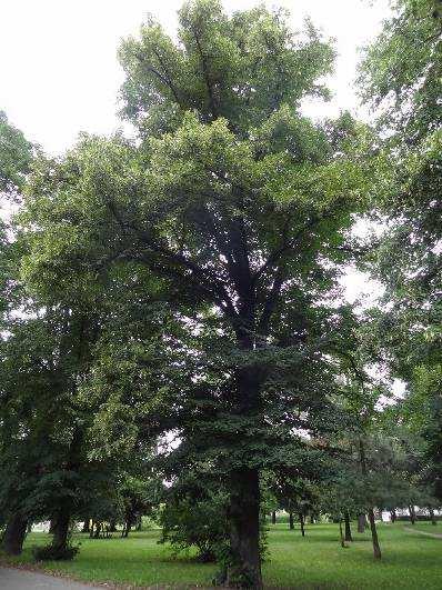 16 Tilia platyphyllos lípa velkolistá Kmen stromu: bez