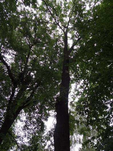 19 Fraxinus excelsior jasan ztepilý Kmen stromu: vysoce vyvětven bez poškození