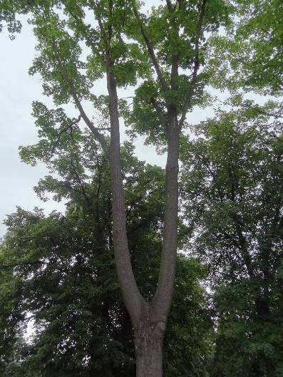 20- Acer platanoides javor mléč Kmen stromu: vysoce vyvětvený dvoják se stabilním