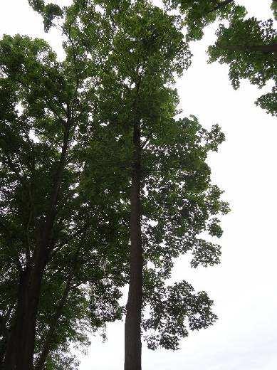 č. 22- Acer platanoides javor mléč Kmen stromu: bez poškození Koruna stromu: úzce zavětvená rovnoměrná STROM