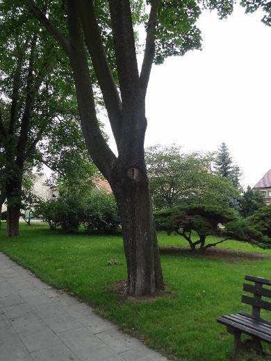 23- Acer platanoides javor mléč půda zhutněná Kmen stromu: bez výrazného poškození Koruna stromu: tvoří ji
