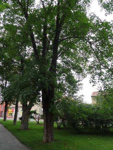 24 Acer pseudoplatanus javor klen zhutněná půda Kmen stromu: hniloba kmene v místě nasazení koruny Koruna