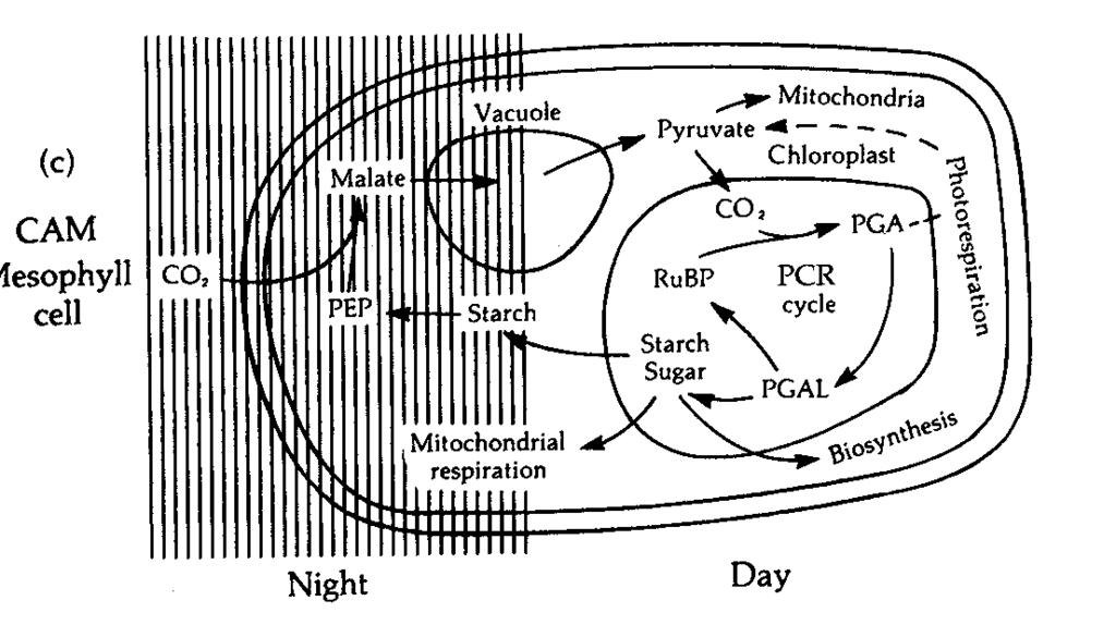 CAM Crassulacean Acid Metabolism Časové oddělení primární fixace CO 2 a syntézy uhlíkatých sloučenin v noci fixace přes PEP,