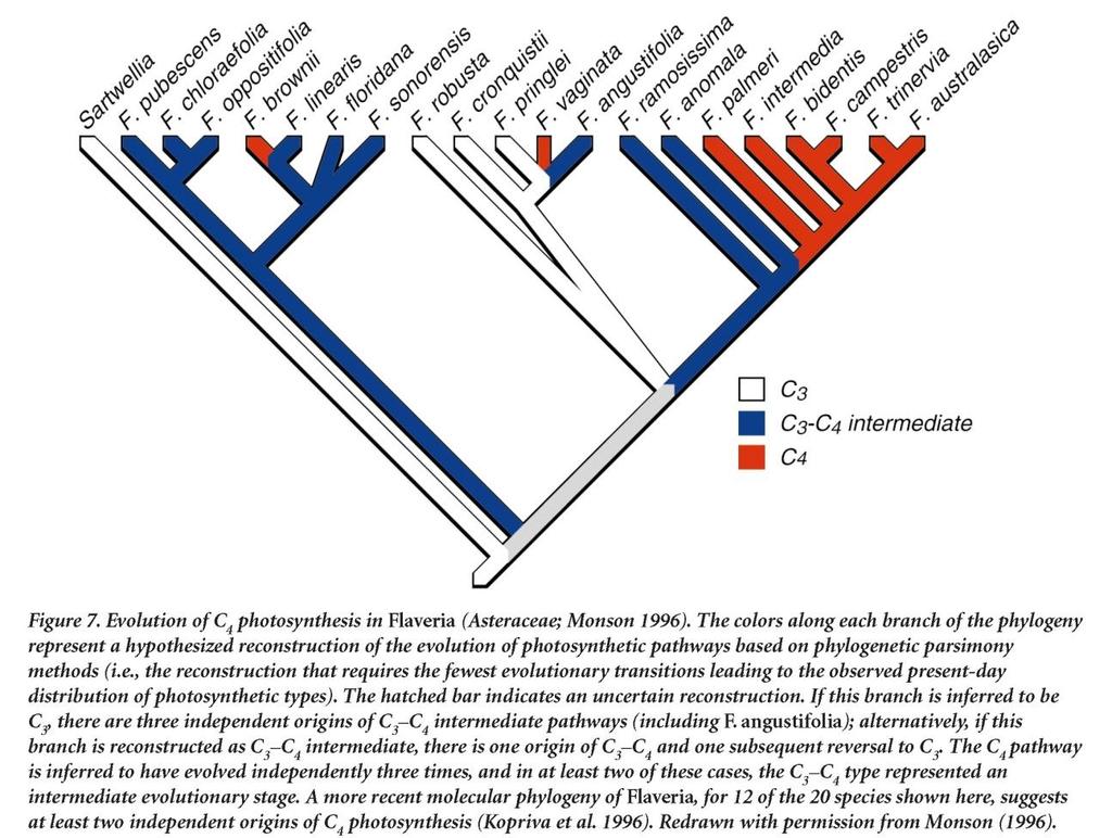 Evoluce C4 rostlin