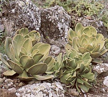 Aeonium (Crassulaceae) Zpětný