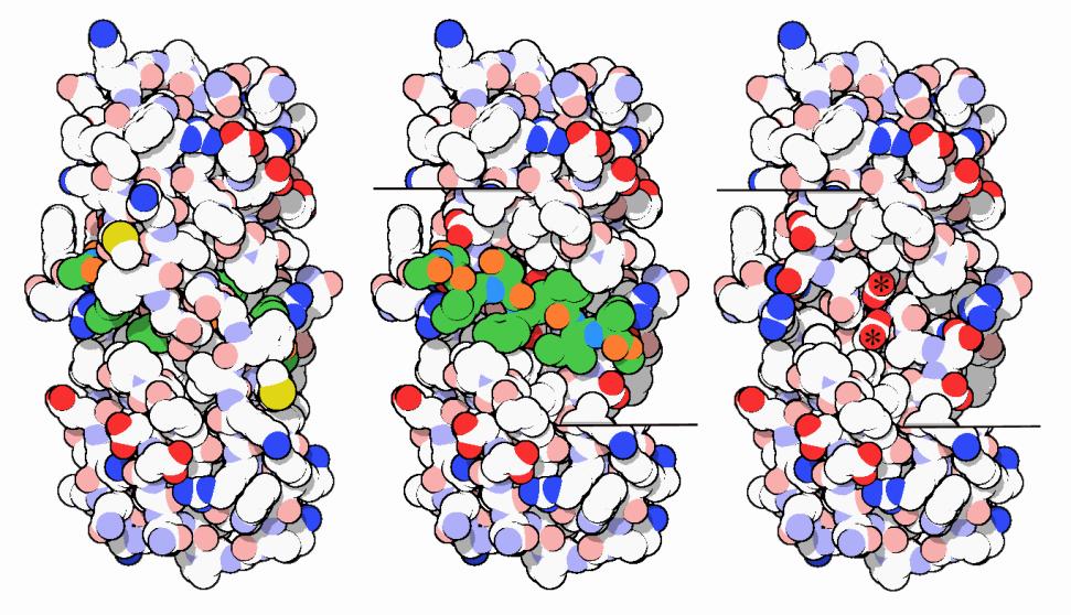 Example: Aspartate proteases Sequence analysis show Asp,Thr,Gly in active site Structure search shows similar physicochemical properties