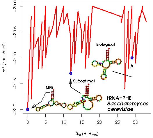 RNA energetika RNA je dynamická, hodně struktur s podobnou energií citlivé na podmínky (sůl, teplota, proteiny) pseudoknots biologická struktura nemusí být ta nejnižší, ale musí být jedna z hlavních