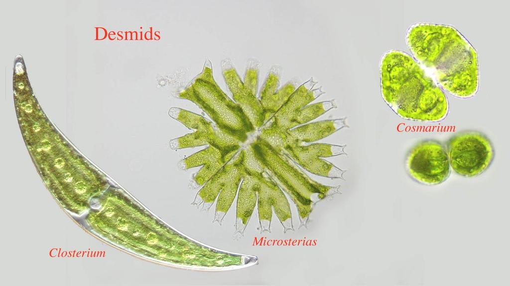Chloroplasty řas - Řasy obsahují jeden až několik málo plastidů, často vyplňujících většinu objemu buňky - Nejrůznější tvary - Složení chlorofylů a typy karotenoidů jsou stejné jako u vyšších