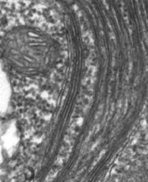 Chloroplasty řas pyrenoid š p ch m n