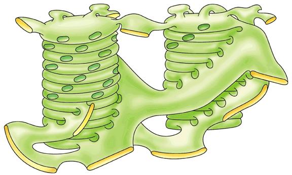 Thylakoidy -Thylakoidní membrána uzavírá další prostor, lumen thylakoidu.