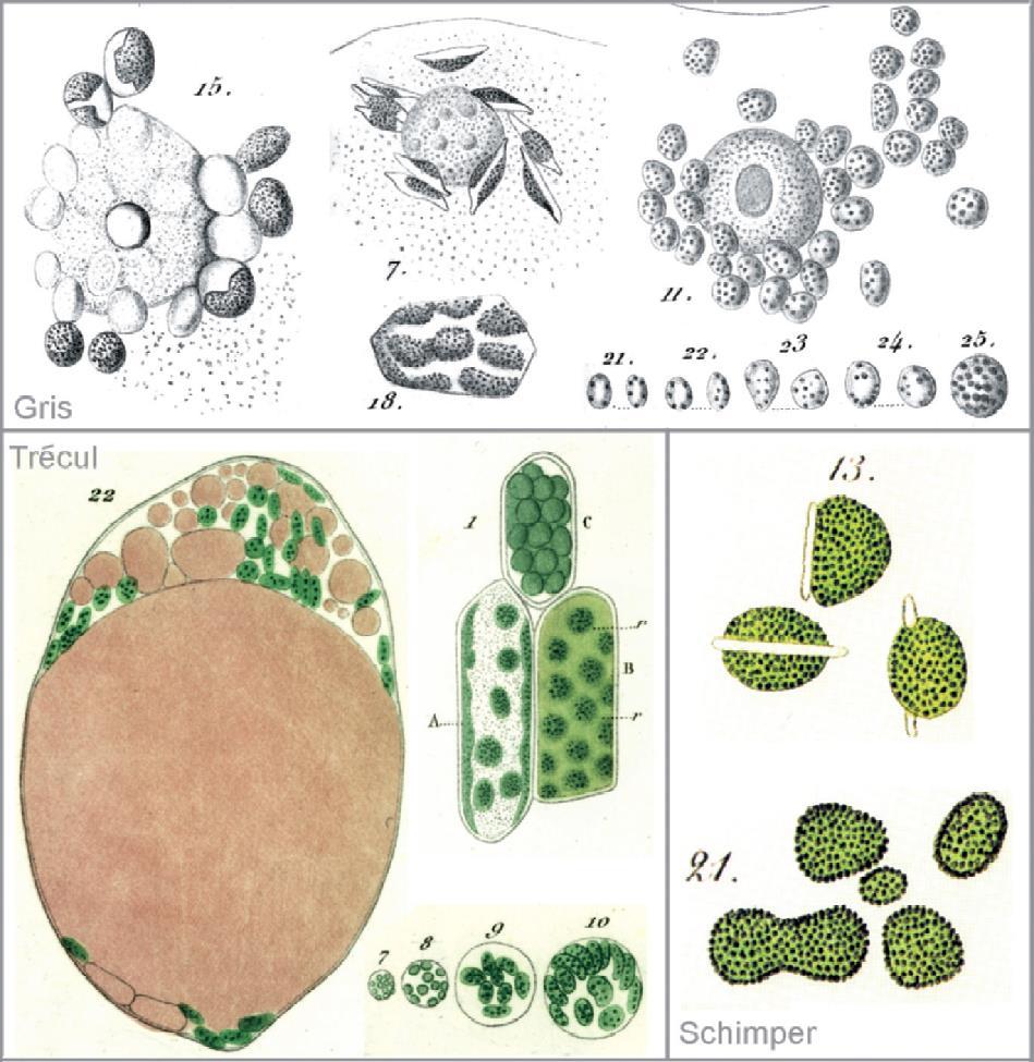 Fig. 4. Grana in chloroplasts, 1857 1885. (Top): from A.