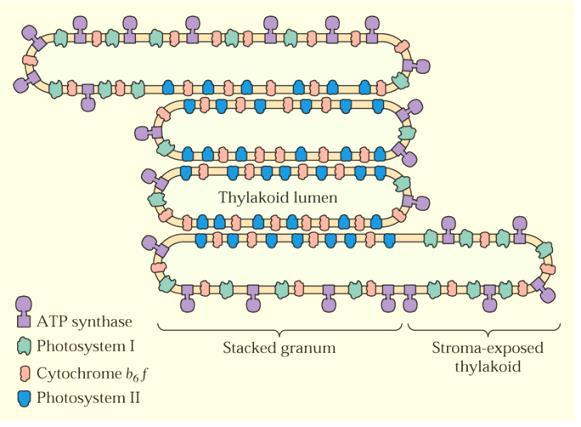 Lokalizace proteinových komplexů v membráně thylakoidu Lokalizace: PSII: membrána gran PSI a ATP-syntázy: membrána thylakoidů stromatu b 6 f komplex: obě