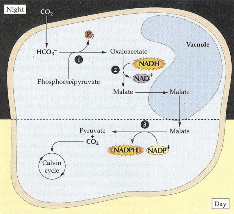 CAM metabolismus