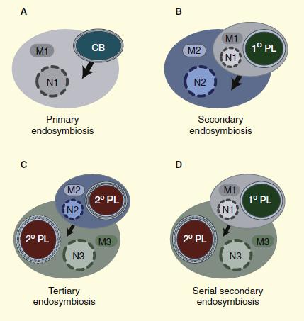 Plastidy je možno druhotně též ztratit! Figure 1. Plastid evolution by primary, secondary, and tertiary endosymbiosis.