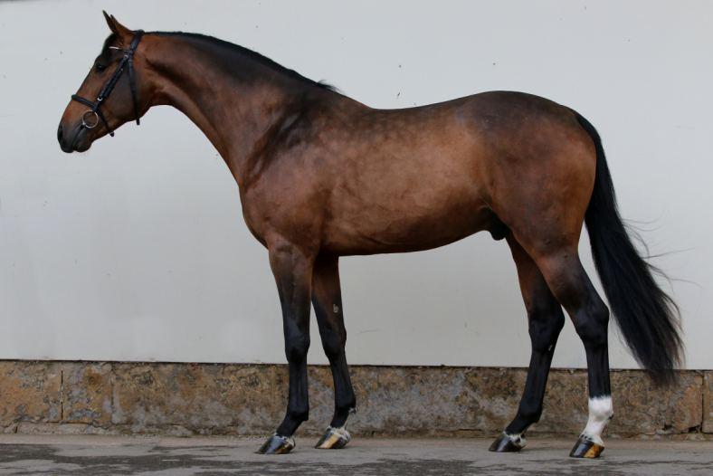 KAIROS VON KAI 16. 5.2015 MEKLENBURSKÝ KŮŇ HNĚDÁK 172,162,181,21,5, CHOVATEL Zucht u.handelsstall,kai Gerken, Lehmskuhlenweg, Lasbek,DEU MUDr.